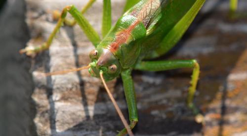 Réf. 295 749 : Tettigonia viridissima